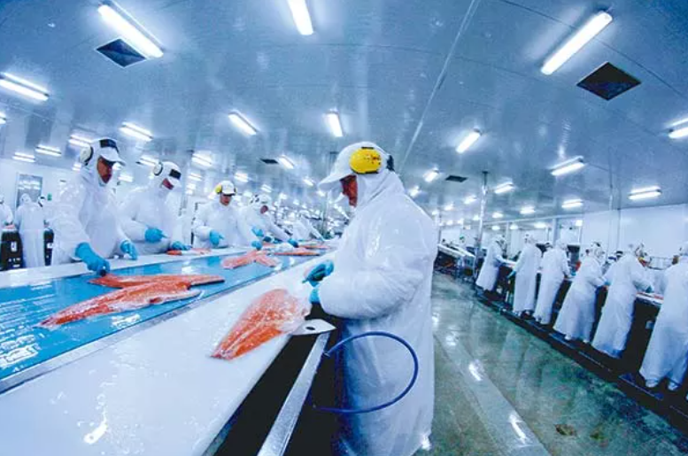 Más producción de salmones no se traduce en más ni mejor empleo