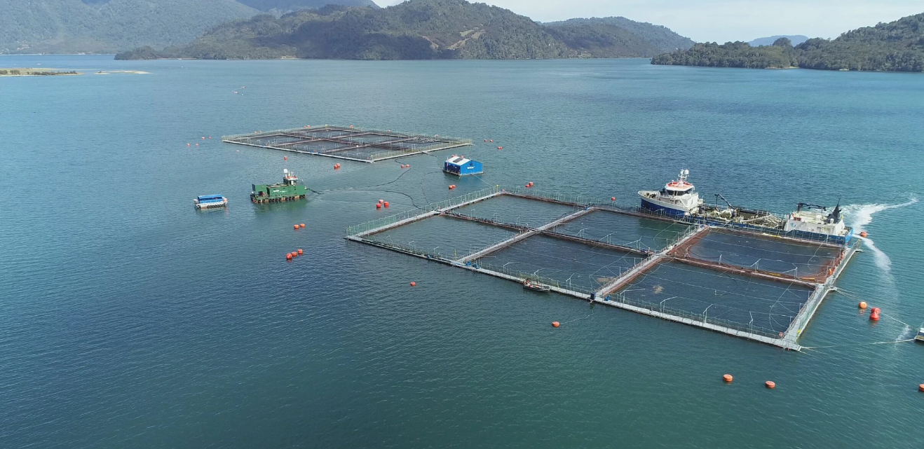 Así se comportaron las mortalidades del salmón en agua de mar y agua dulce