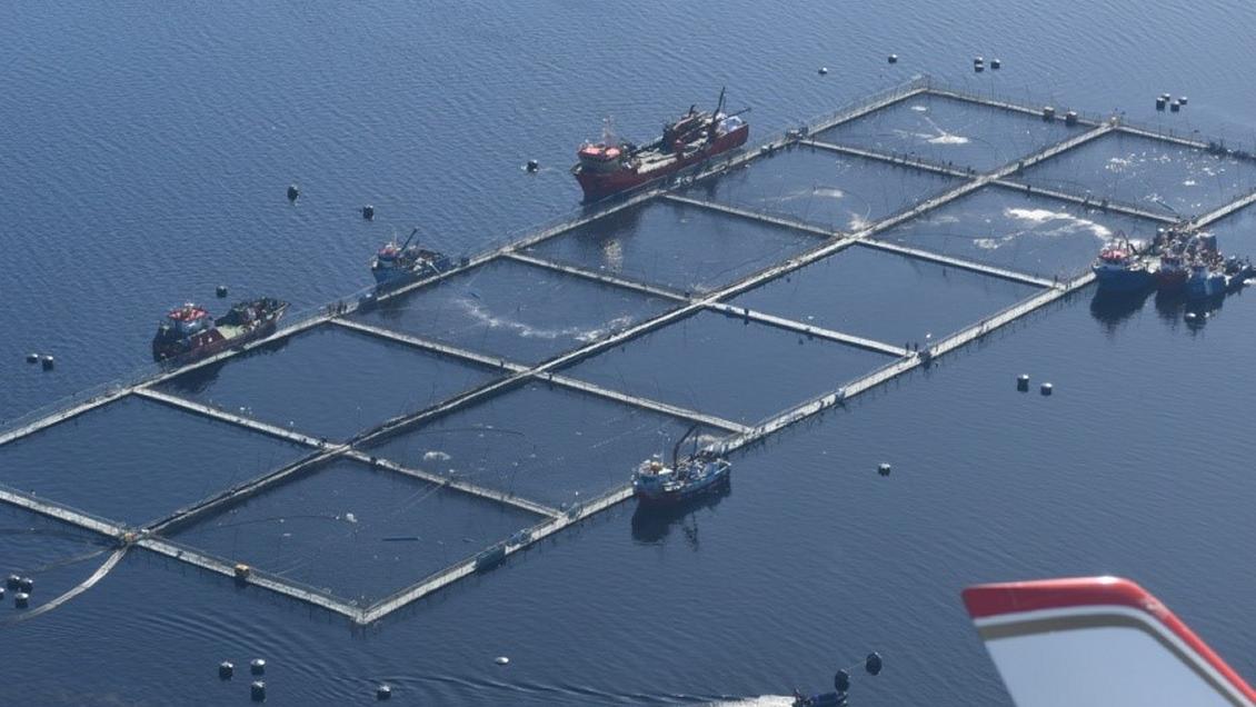 Aysén: tribunal multó a salmonera y la obliga a suspender su ciclo productivo