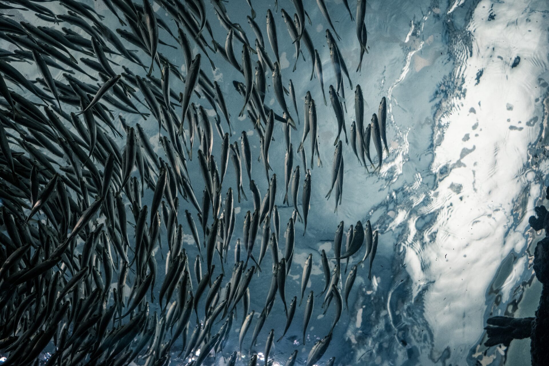 El calentamiento de océanos y ríos está alterando negativamente la genética de los peces, dice estudio