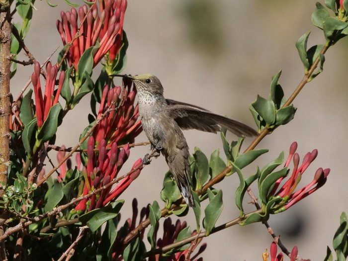 Consejo de Ministros aprueba la creación de cinco nuevos Santuarios de la Naturaleza