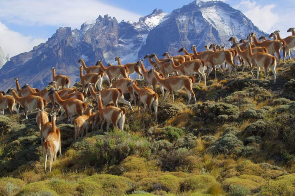 Patagonia: para preservar las áreas protegidas se necesitan US$238 millones adicionales en el presupuesto