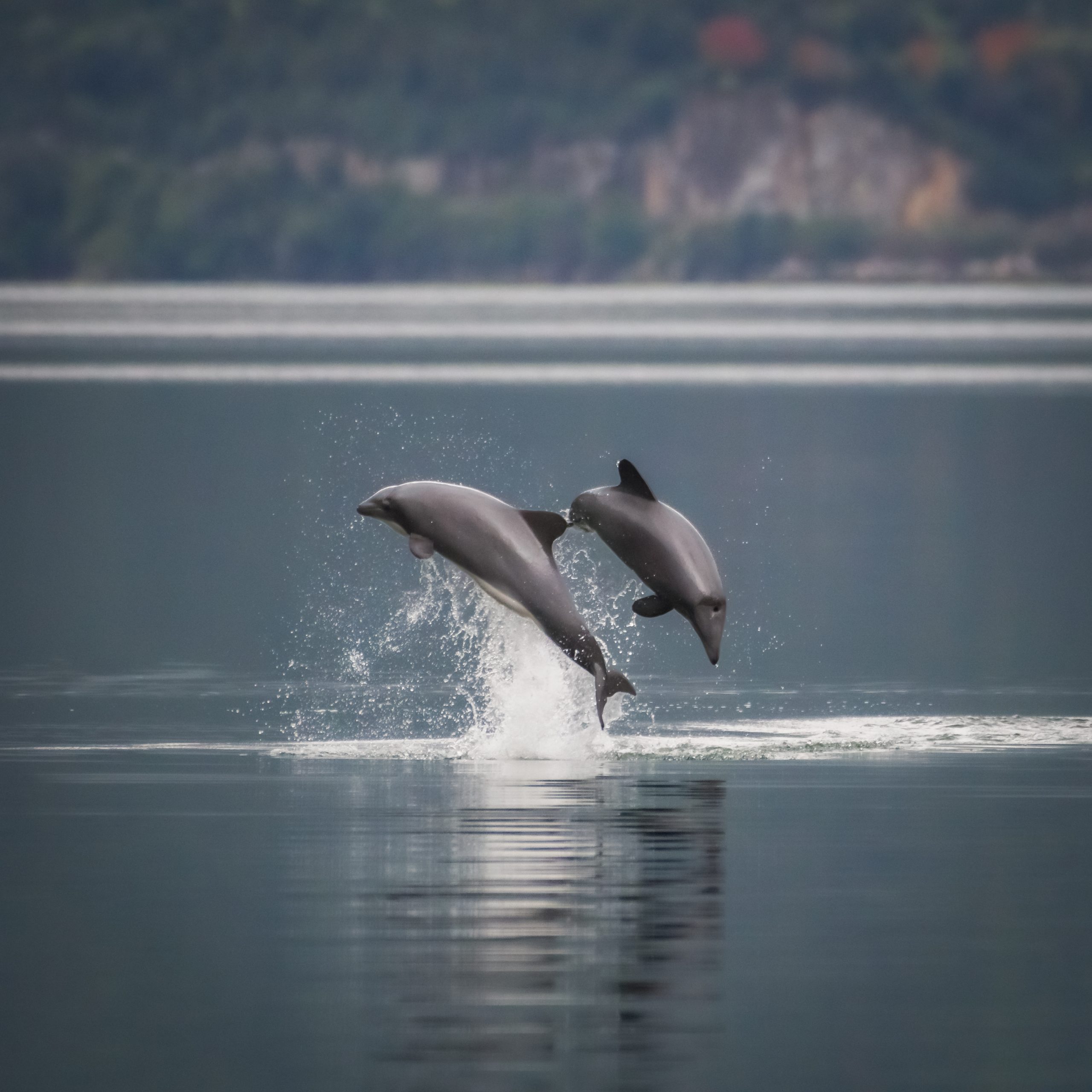 ¿Cuántos delfines chilenos existen en la Patagonia norte?