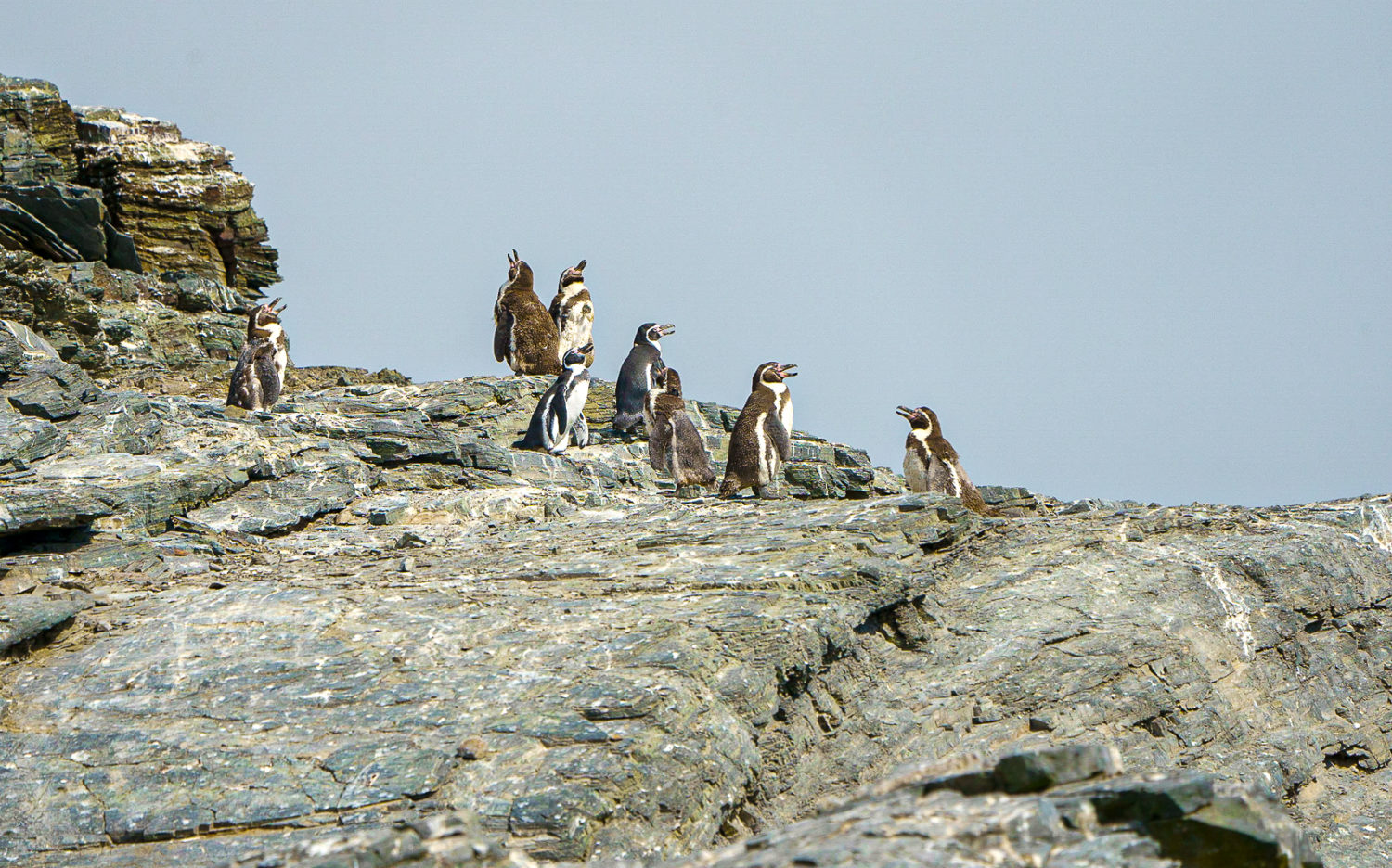 Consejo de Ministros para la Sustentabilidad aprueba nueva norma para dióxido de nitrógeno y plan para proteger al pingüino de Humboldt