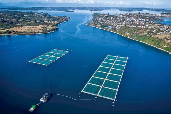 Gobierno baraja insistir en la idea de remover a las concesiones salmoneras de áreas protegidas