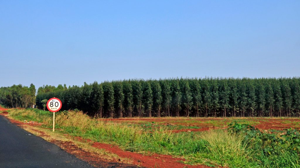 Sudamérica: una región plantadora de árboles, pero solo de dos especies