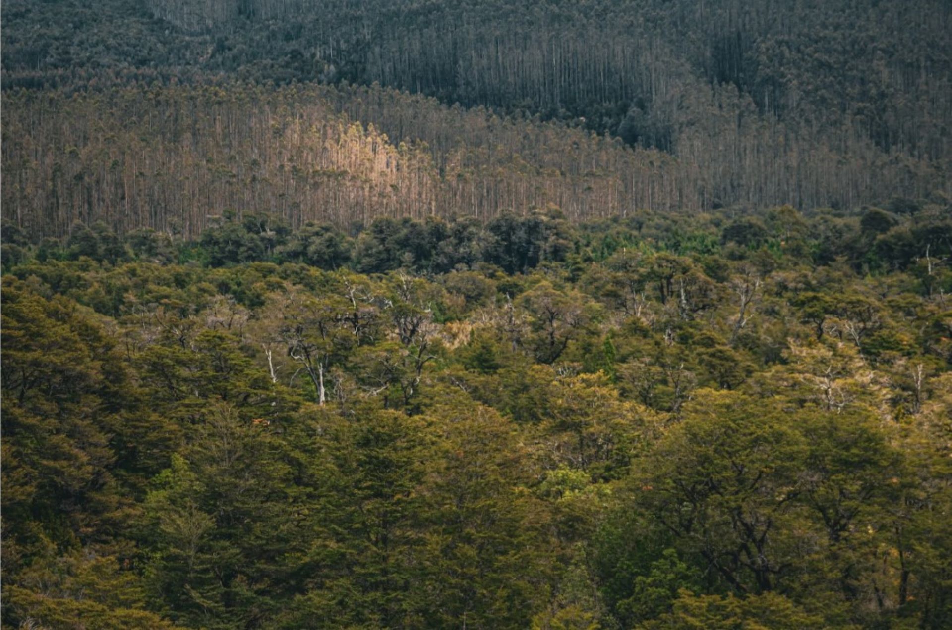 Mesa técnica reevaluará ruta por Parque Alerce Costero