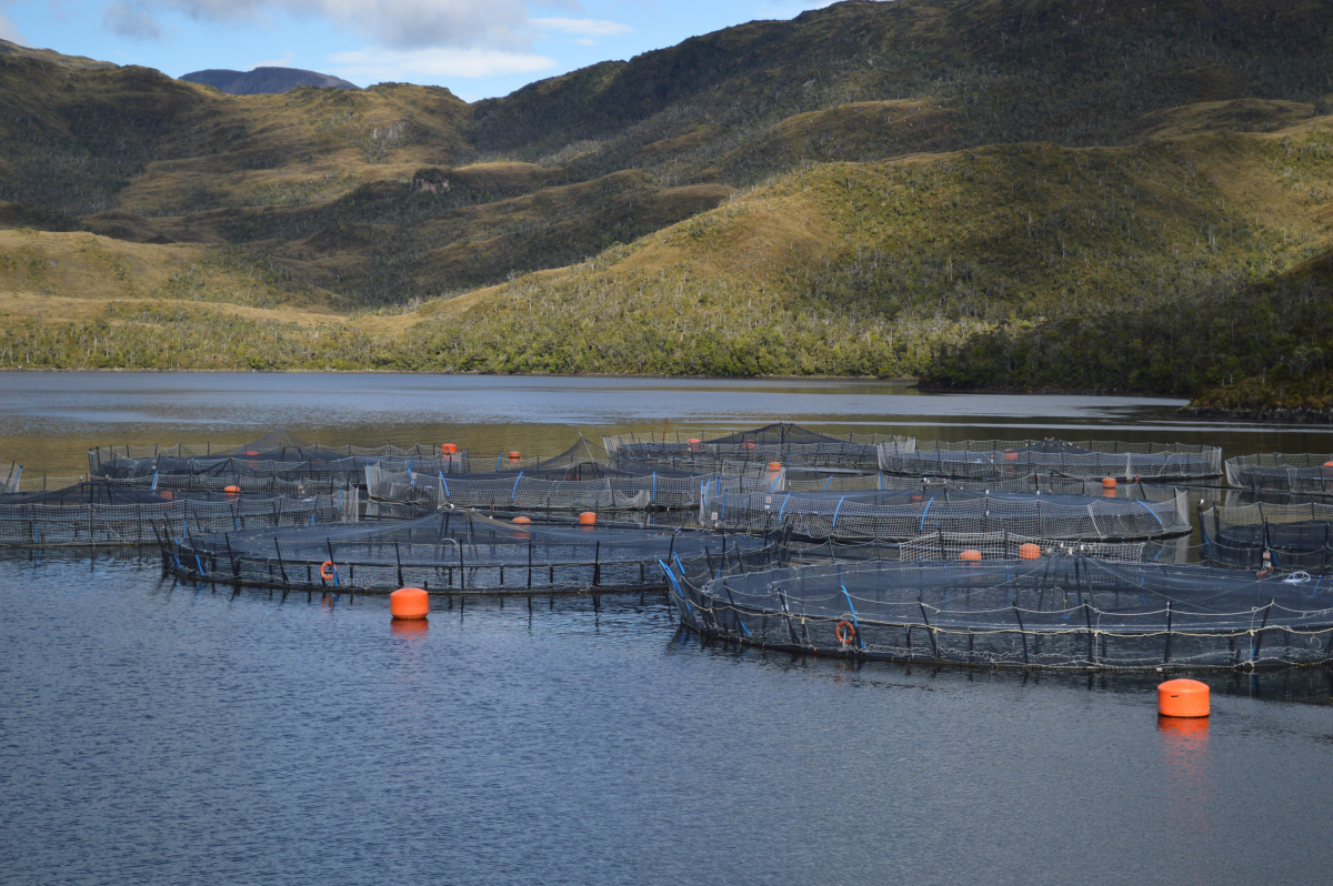 Evitar la sobreproducción: SMA implementa inédito sistema para hacer seguimiento a los ciclos productivos de Centros de Engorda de Salmones