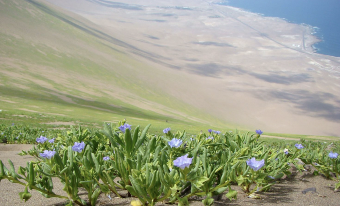 Oasis de Niebla Punta Gruesa es declarado Santuario de la Naturaleza