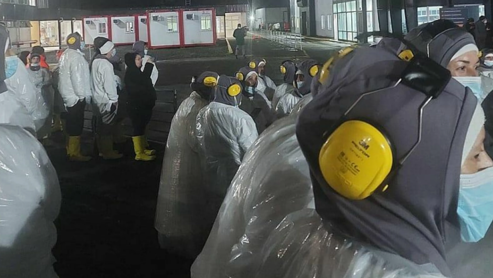 Evacúan trabajadores por emergencia química en planta de salmones de Puerto Montt