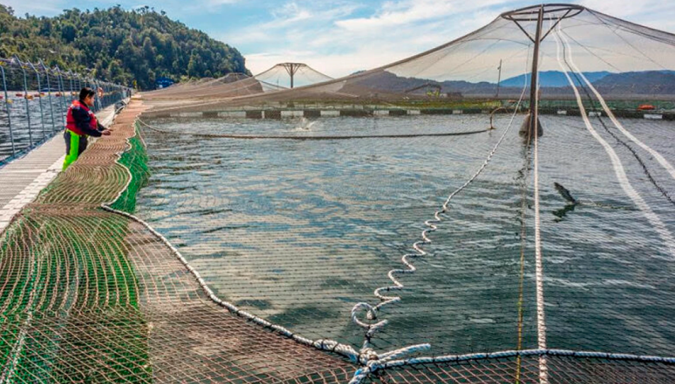 Investigan fallecimiento de buzo en centro de salmones