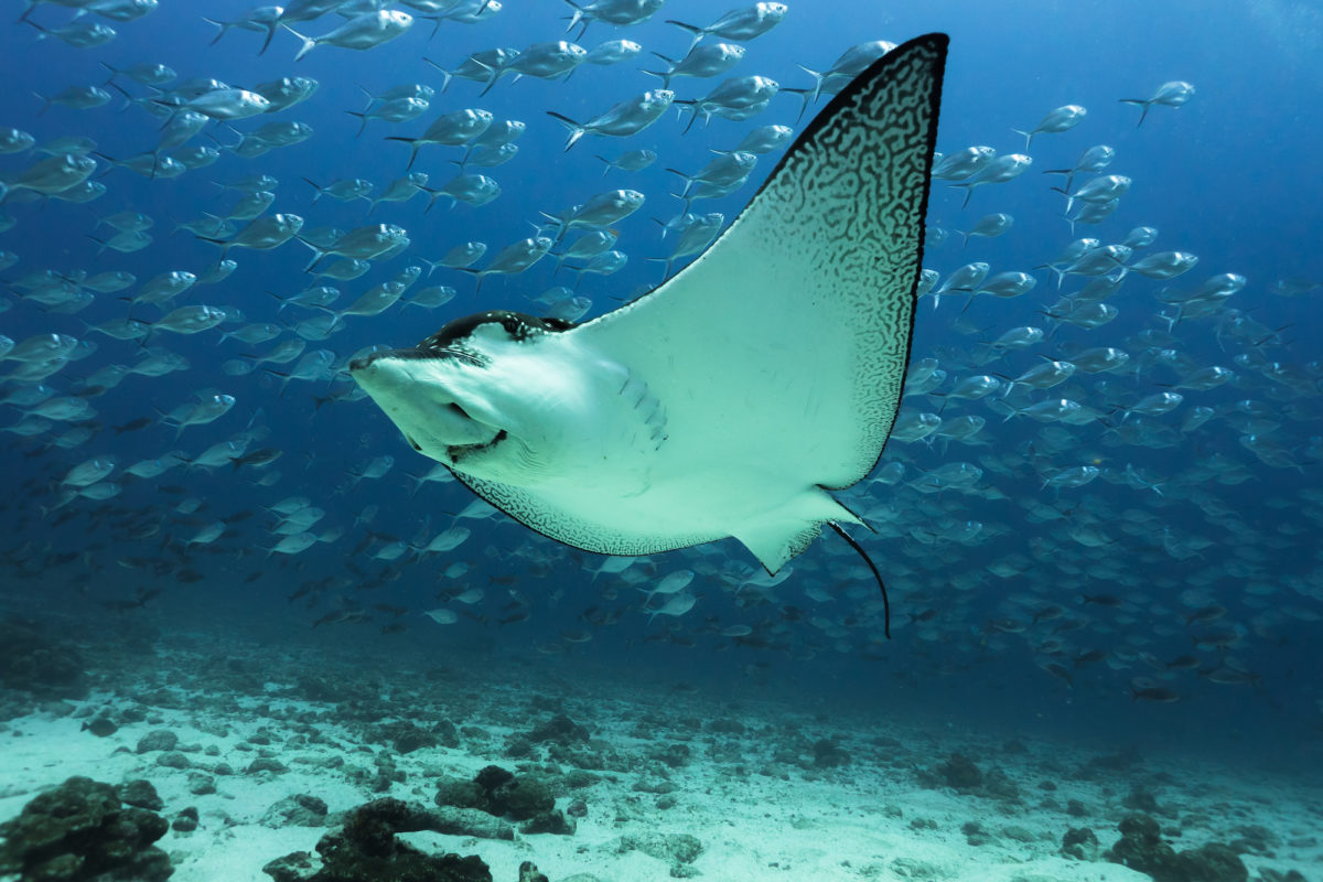 Más de 80 países firman el Tratado de Alta Mar para proteger los océanos