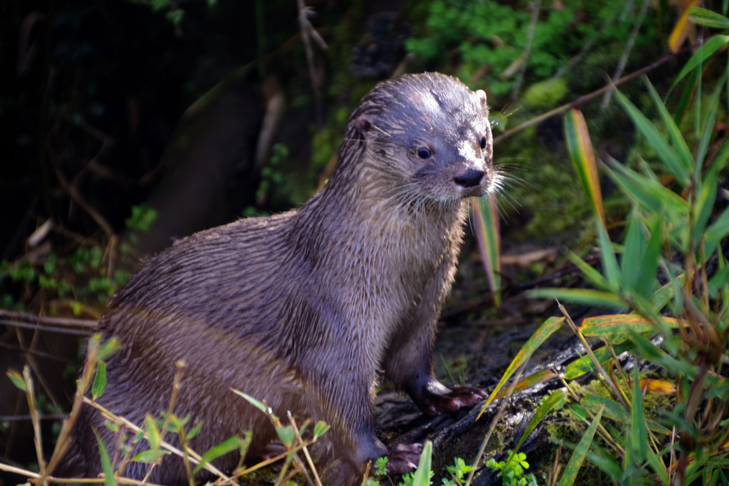 Huillín y Chungungo: Dos especies emblemáticas al borde de la extinción del Biobío al sur