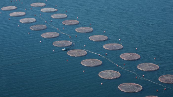Declaración Pública: Fundación Terram denuncia por elusión al SEIA dos centros salmoneros de AquaChile que el Gobierno busca relocalizar
