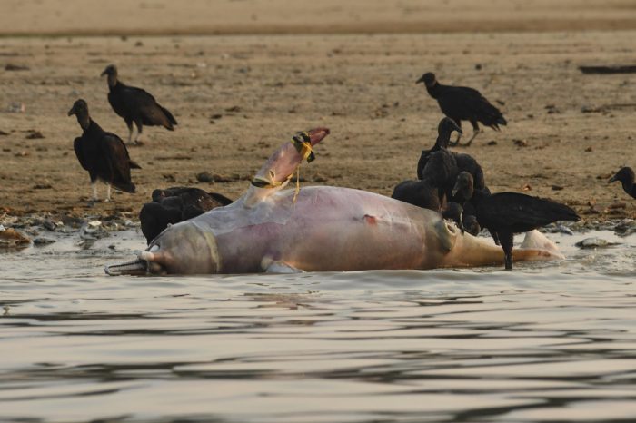 Biólogos investigan si una toxina causada por el calor mató a 120 delfines en la Amazonía