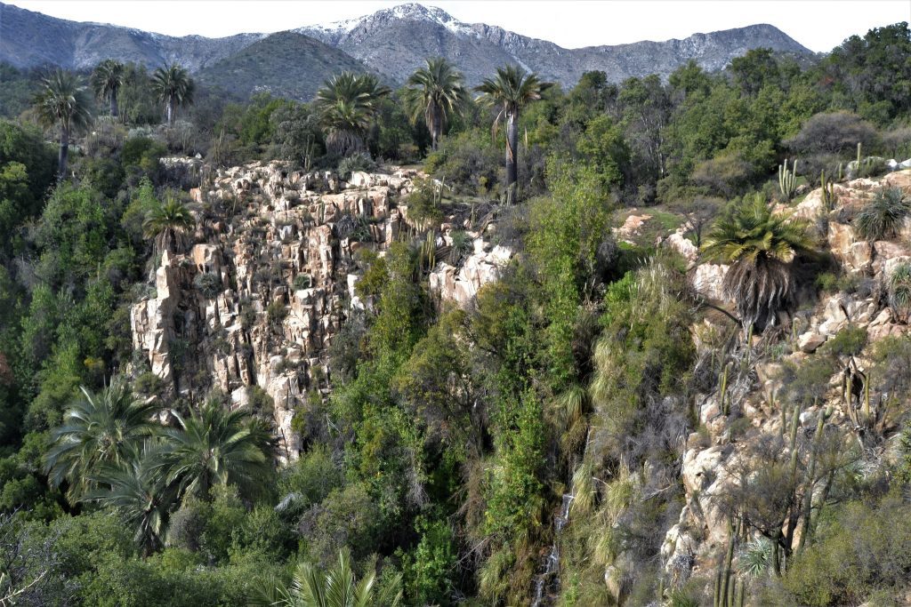 Ecosistemas de la zona central del país se desplazarán hacia el sur y especies sufrirán pérdida de adecuación climática