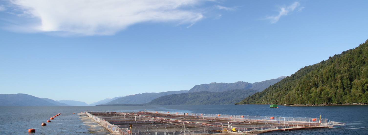 Chile: ¿cuáles son los nuevos requisitos ambientales que molestan a la industria salmonera?