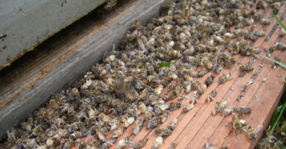 Acusan que uso indiscriminado de agroquímicos habría causado mortandad de abejas