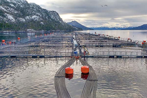 Tras siete meses, acreedores de Nova Austral aprueban reorganización y se quedarán con la propiedad de la salmonera