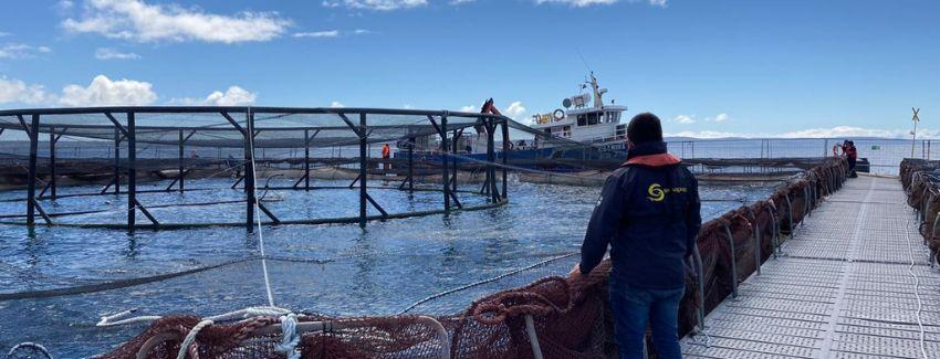 Se publicó la declaración de prealerta acuícola entre las regiones de Biobío y Magallanes