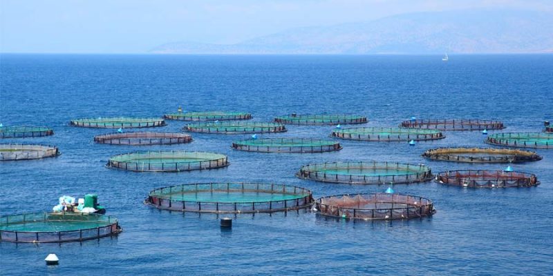 ONGs se manifiestan contra el “perdonazo” de la salmonera Nova Austral: “Esta decisión resulta incomprensible”