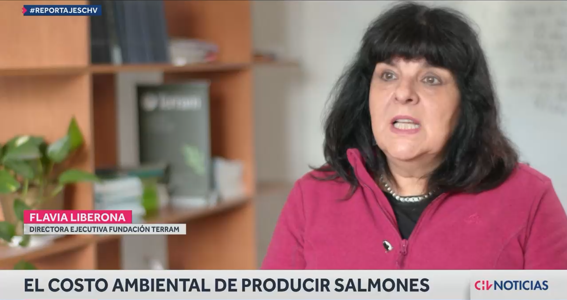 El costo ambiental de producir salmones: Industria vulneraría normas y busca instalarse en áreas protegidas