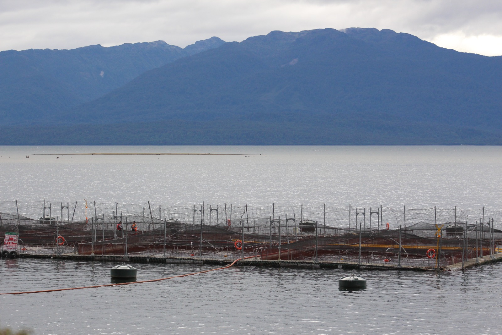 Salmoneras cierran año marcado por escándalos de sobreproducción y noticias falsas, alerta Terram