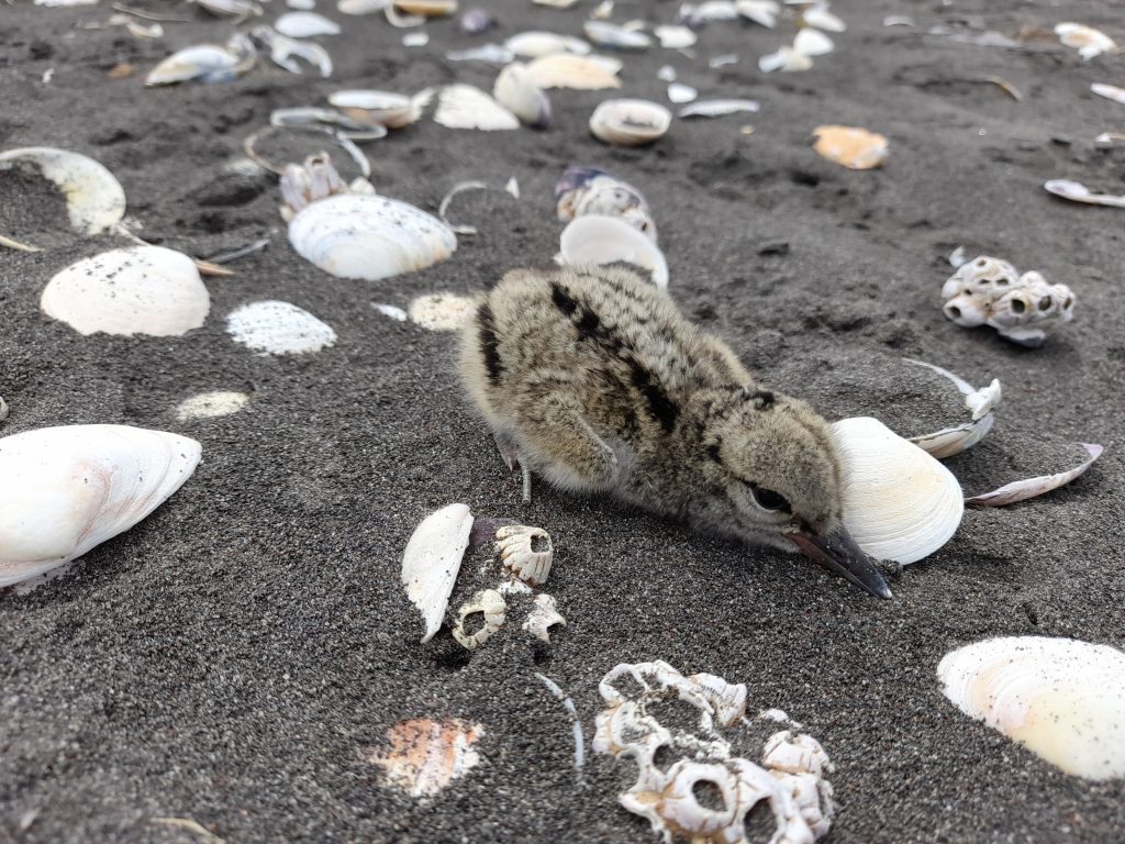 Sala de la Cámara aprobó proyecto que prohíbe ingreso de vehículos a dunas y playas