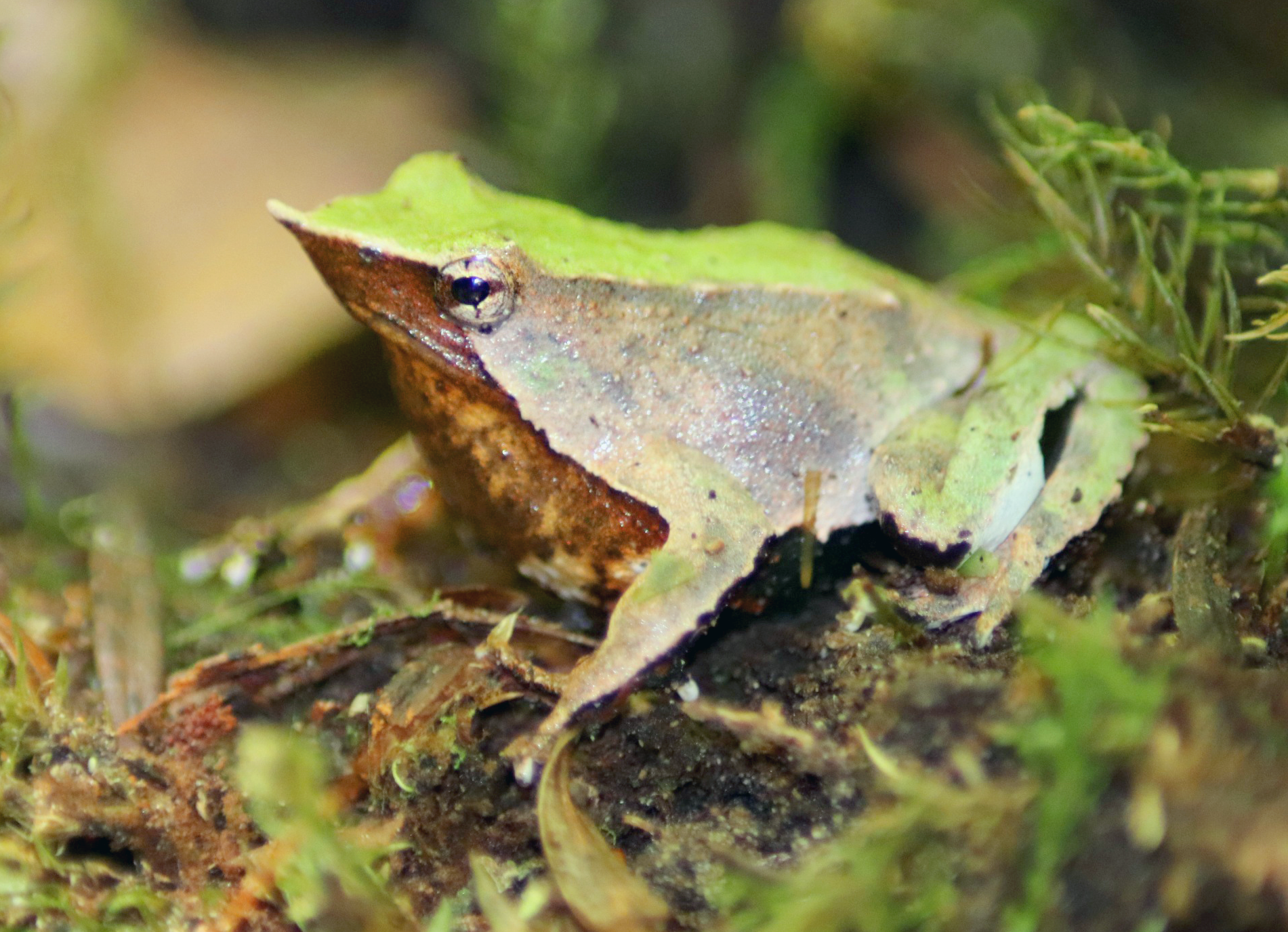 ¿Y si la Lista Roja de la UICN no fuese suficiente para medir la crisis de biodiversidad?