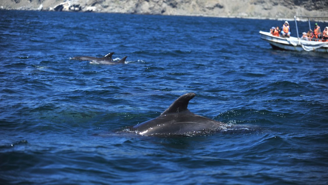 Corte desechó intento de frenar la creación del Área Marina Archipiélago de Humboldt