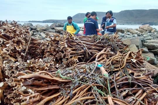 Sobreexplotación y extracción ilegal de macroalgas impacta la biodiversidad y la economía costera