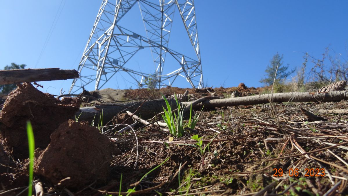 SMA ordena detención transitoria a construcción de 10 torres de transmisión eléctrica en la Cordillera de la Costa