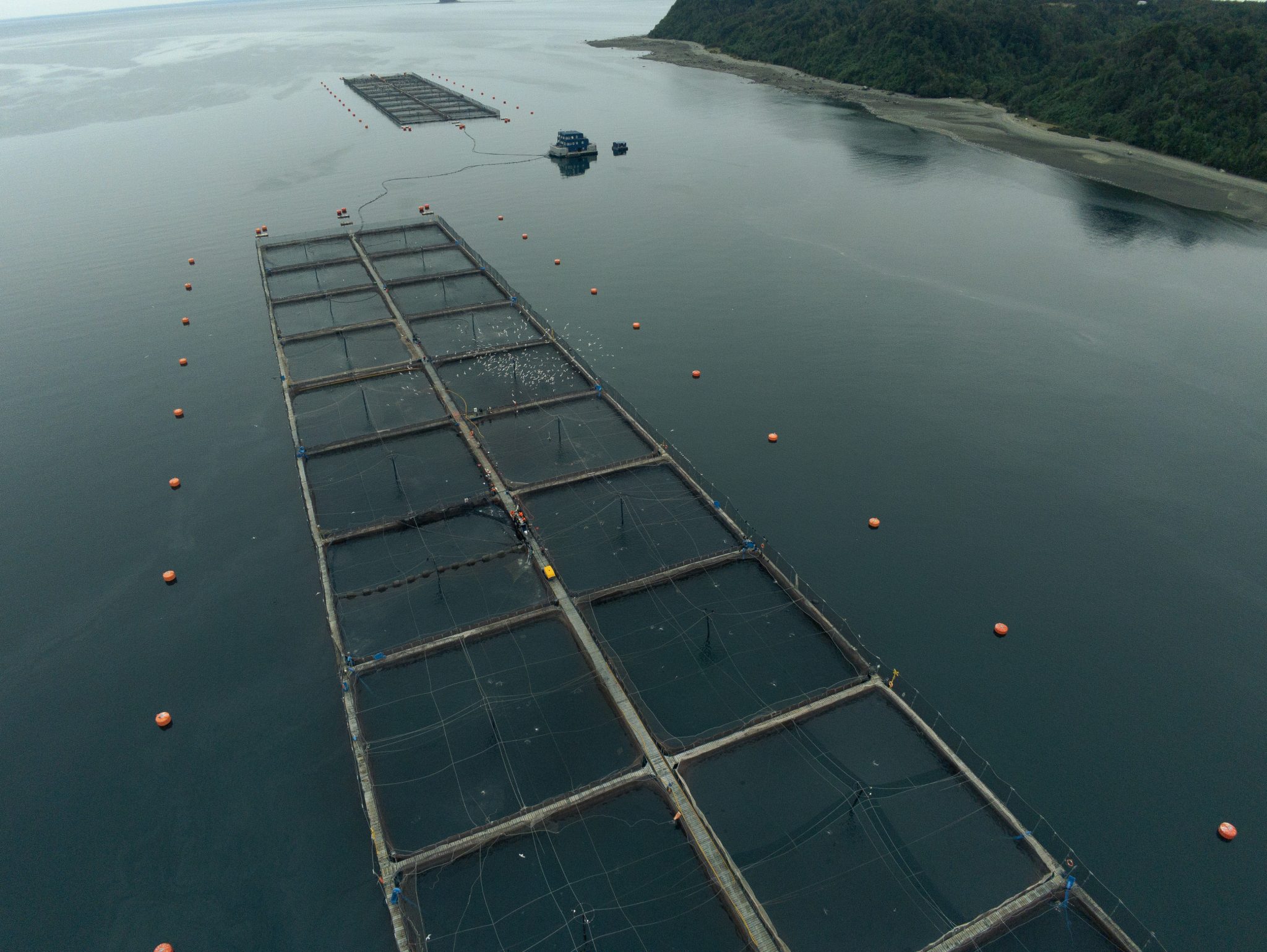 Salmonicultora busca aumentar volumen de producción en Chiloé