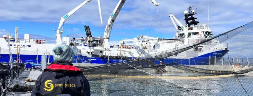 FAN en Aysén: Confirman mortalidad de 2.850 toneladas de salmones en centro de cultivos Blumar