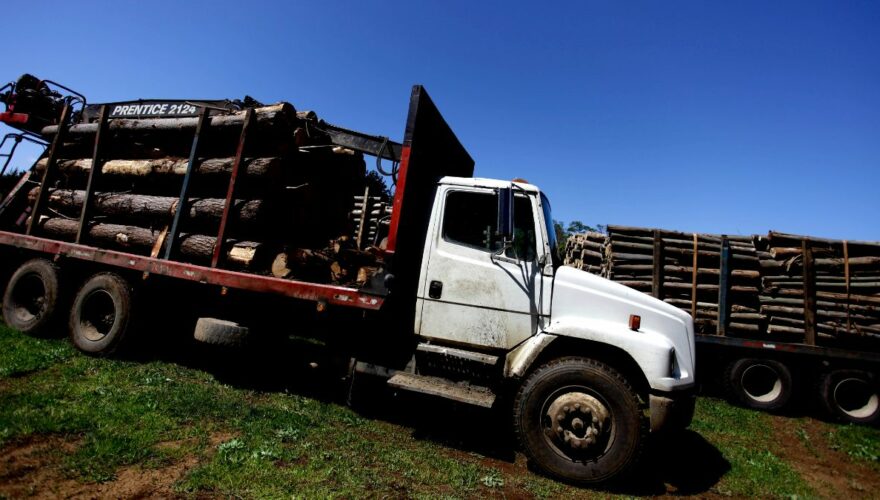 Tráfico de madera: empresario que pagó $130 millones a banda criminal armada de La Araucanía quedó en libertad