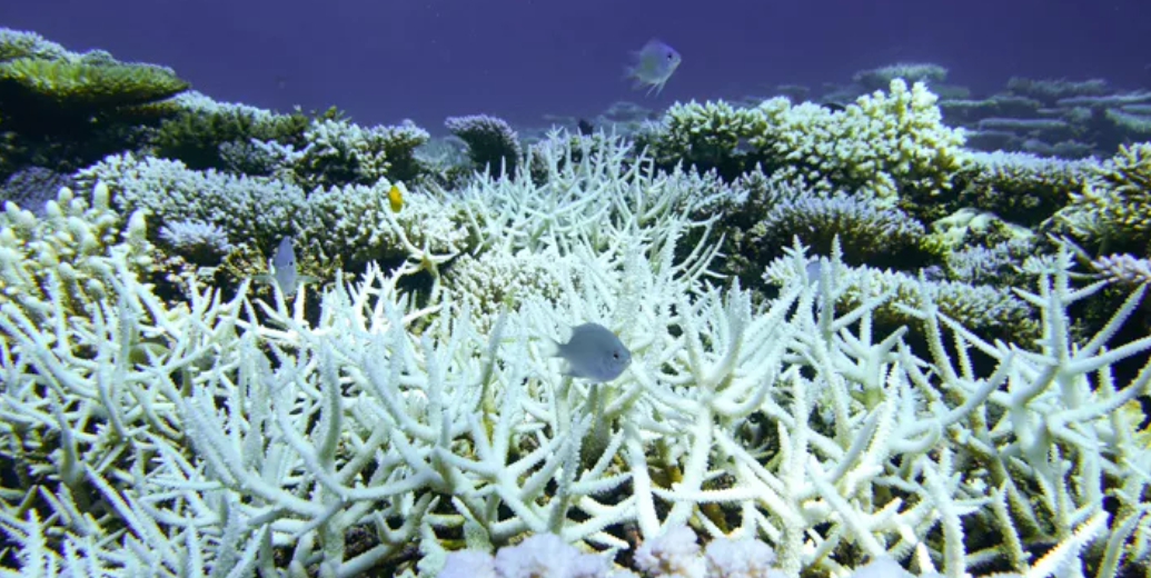 La Gran Barrera de Coral sufre su quinto blanqueamiento masivo desde 2016