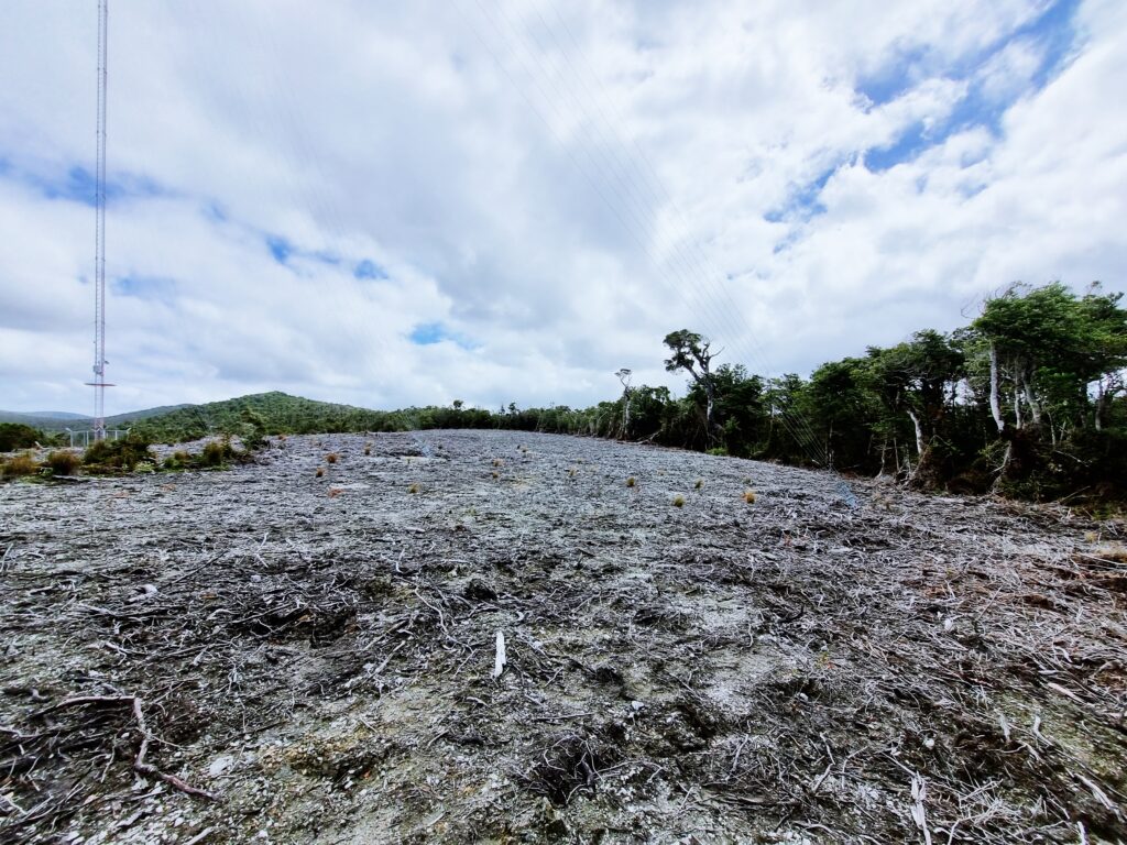 Ingresan importante denuncia de tala ilegal sobre turberas en controversial proyecto eólico