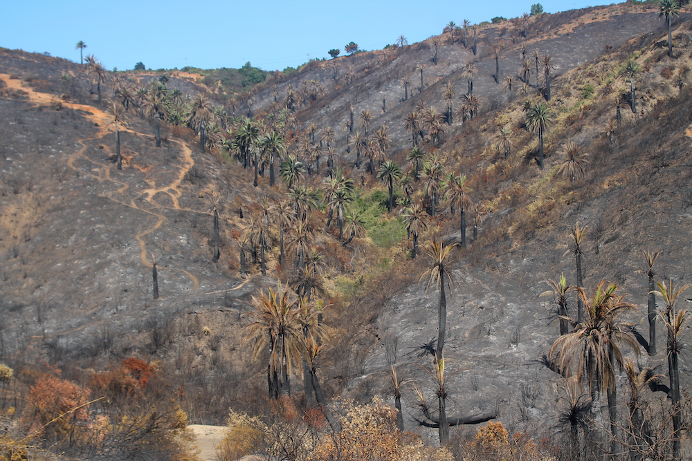 Incendios en Chile destruyen más de 4 mil hectáreas de bosque nativo y amenazan a especie de palma en peligro de extinción