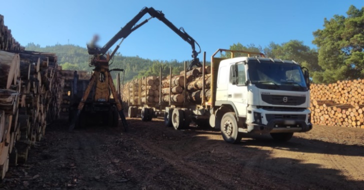 Empresa maderera de Lota podría pagar más de $10 mil millones por incumplir normativa ambiental