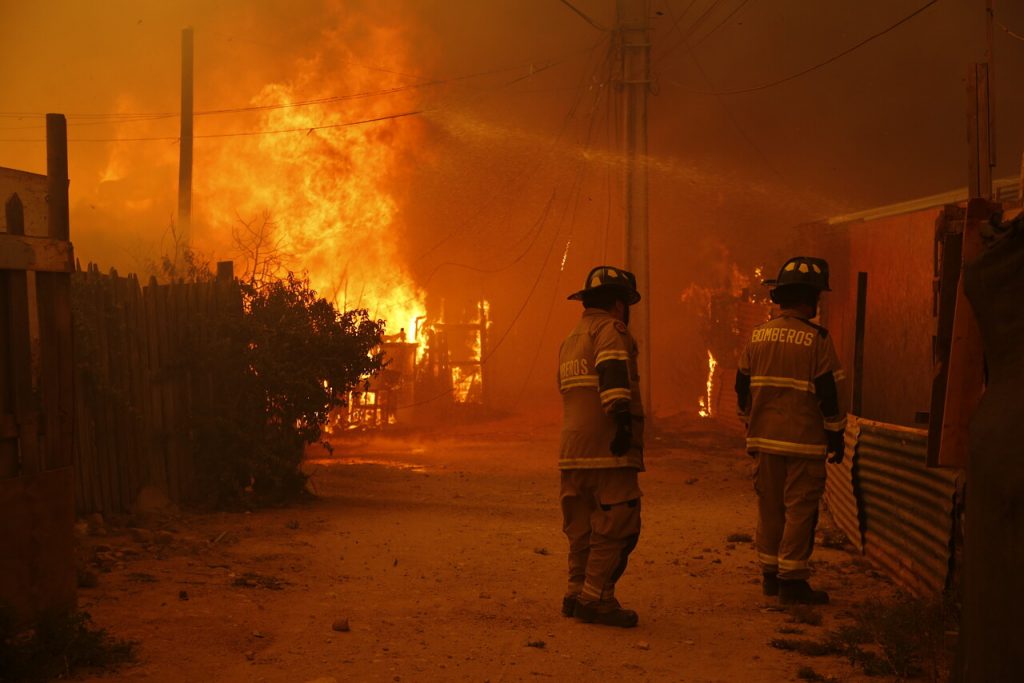 Tragedia ambiental: Incendio forestal en Biobío consume cientos de araucarias milenarias