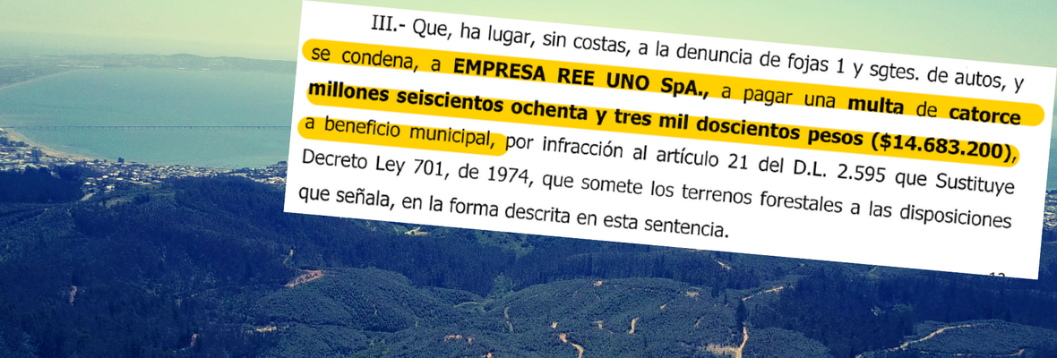 Minera de tierras raras en Penco está condenada por talar plantación forestal sin plan de manejo