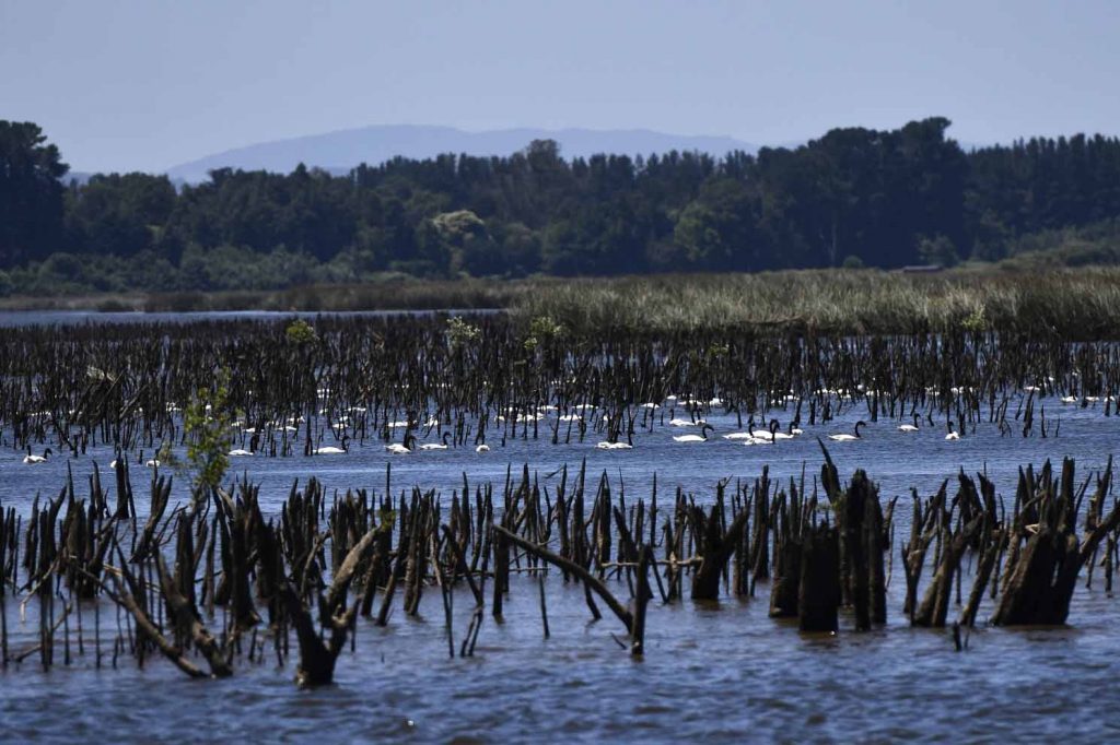 Para proteger flora y fauna piden prohibir tránsito de vehículos en Santuarios de Naturaleza