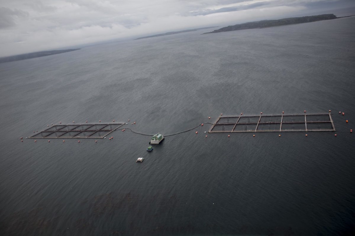 Nueva controversia en la industria salmonera chilena: autoridades suspenden condicionalmente proceso penal en contra de cuestionada empresa