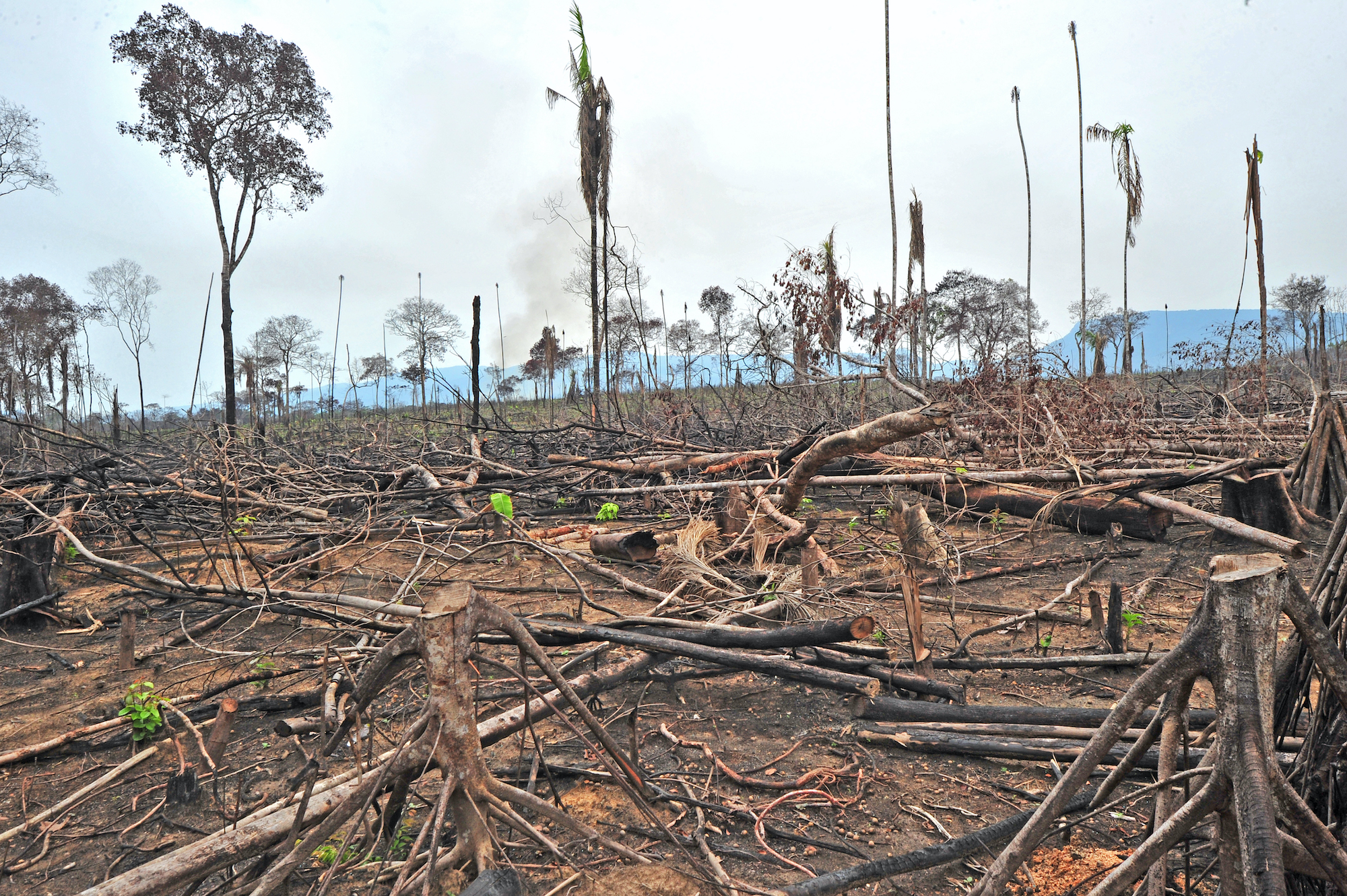 Planeta perdió 3.7 millones de hectáreas de bosques primarios en 2023: diez campos de fútbol por minuto