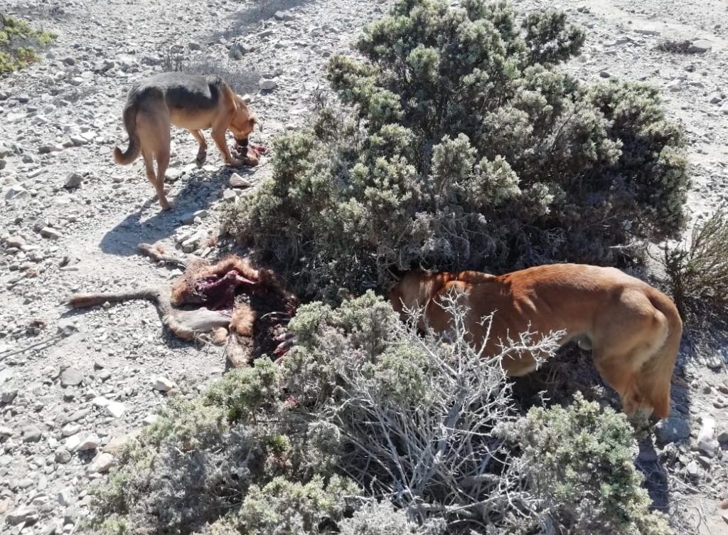 Dilema de la caza de perros: Animalistas celebran y ambientalistas se lamentan por fauna nativa