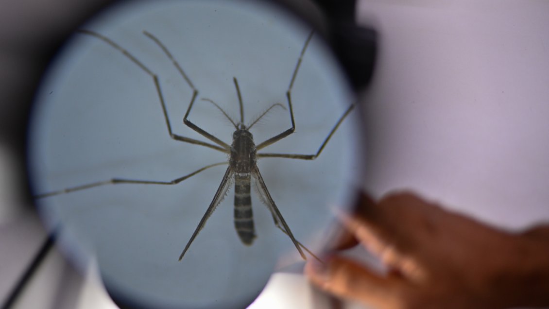 Alcalde de Rapa Nui: Si no se ataca el problema de fondo, Chile tendrá dengue permanente