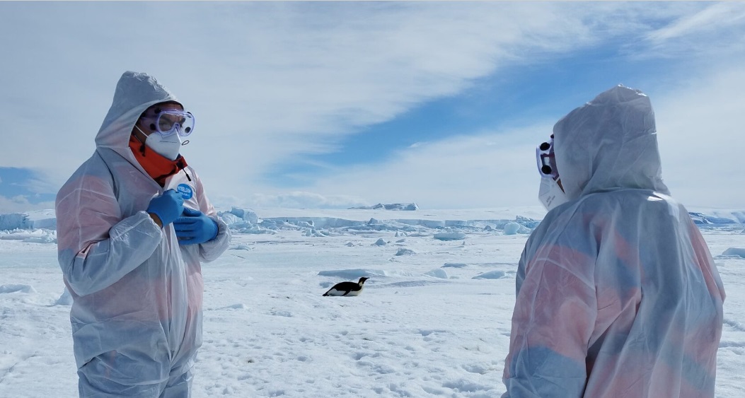 Expedición científica a la Antártida reporta casos positivos de gripe aviar en aves marinas