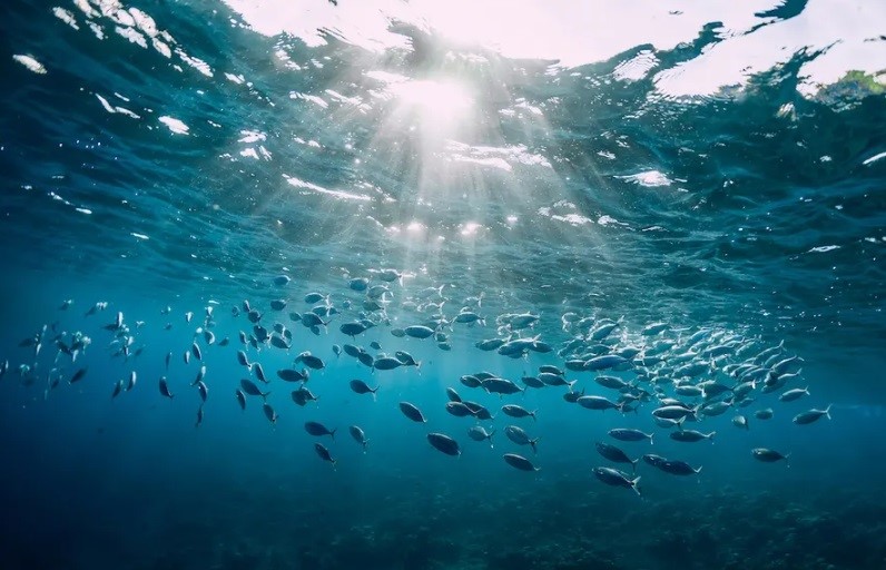 Olas de calor marinas: ¿qué son y cómo impactan los océanos?