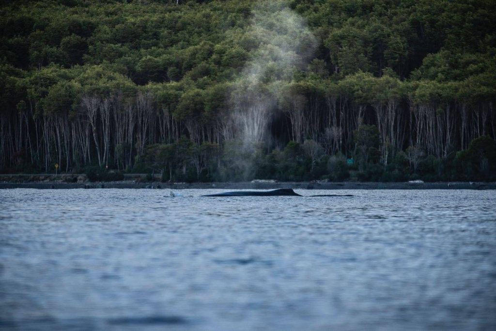 Gobierno y Fundación Rewilding firman protocolo para la creación del Parque Nacional Cabo Froward