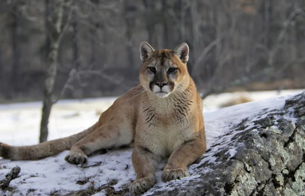 Temporada de caza en la Patagonia argentina: El duro escenario que depara a pumas, zorros y guanacos